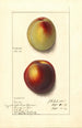 Prunus persica - Ellen Isham Schutt — visning af kunstværket