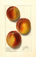 Prunus persica Elberta - Ellen Isham Schutt — visning af kunstværket