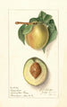 Prunus persica Greensboro - Ellen Isham Schutt — visning af kunstværket