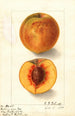 Prunus persica Oliver - Ellen Isham Schutt — visning af kunstværket