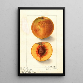Ellen Isham Schutt - Prunus persica Oliver.webp