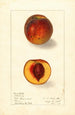 Prunus persica Sterling - Ellen Isham Schutt | Maleri — visning af kunstværket
