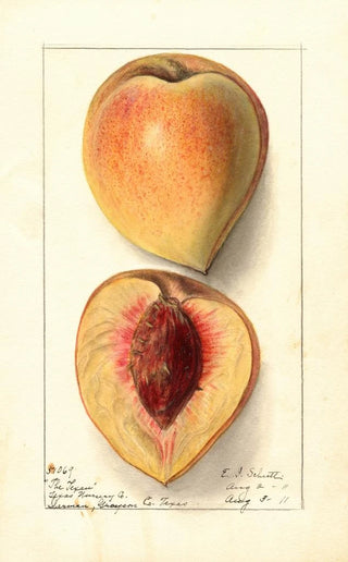 Ellen Isham Schutt - Prunus persica Texan.webp