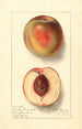 Prunus persica Uneeda Cling - Ellen Isham Schutt — visning af kunstværket
