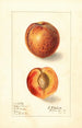 Prunus persica Yellow Swan - Ellen Isham Schutt — visning af kunstværket