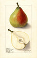 Pyrus communis Lawson Comet - Ellen Isham Schutt — visning af kunstværket
