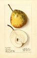 Pyrus communis Lincoln - Ellen Isham Schutt — visning af kunstværket