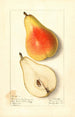 Pyrus communis Souvenir du Congrès - Ellen Isham Schutt — visning af kunstværket