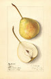Pyrus communis Tyson - Ellen Isham Schutt — visning af kunstværket