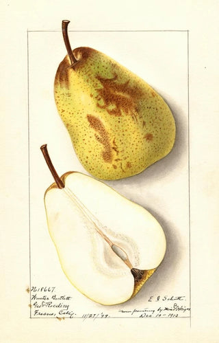 Ellen Isham Schutt - Pyrus communis Winter Bartlett.webp