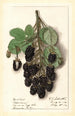 Rubus Agawam - Ellen Isham Schutt — visning af kunstværket