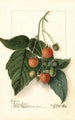 Rubus Golden Queen - Ellen Isham Schutt — visning af kunstværket