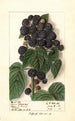 Rubus Hoosier Black Cap - Ellen Isham Schutt — visning af kunstværket