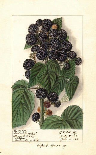 Ellen Isham Schutt - Rubus Hoosier Black Cap.webp