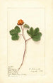 Rubus chamaemorus - Ellen Isham Schutt — visning af kunstværket