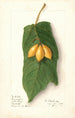 Vasconcellea quercifolia - Ellen Isham Schutt — visning af kunstværket