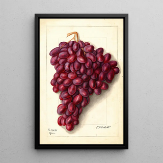 Ellen Isham Schutt - Vitis Ajun.webp