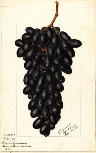 Ellen Isham Schutt - Vitis Askarie.webp