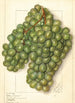 Vitis Golden Queen - Ellen Isham Schutt — visning af kunstværket