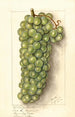 Vitis Muscat de Frontignan - Ellen Isham Schutt — visning af kunstværket