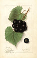 Vitis Sugar Pulp - Ellen Isham Schutt — visning af kunstværket