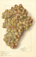 Vitis Ulliade Blanche d'Ambre - Ellen Isham Schutt — visning af kunstværket