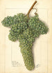 Vitis White Corinthe - Ellen Isham Schutt — visning af kunstværket