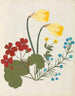 papirklipet blomsteralbum pl. 05 - Ellen W. — visning af kunstværket