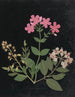 W: Album af papirklip blomster maleri pl. 07 - Ellen W. — visning af kunstværket