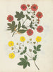 W Album af papirklip blomster maleri pl. 08 - Ellen W. — visning af kunstværket