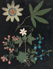 W Album af blomster i papirklip pl. 10 - Ellen W. — visning af kunstværket