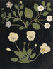W Album af papirklip blomster maleri pl. 11 - Ellen W. — visning af kunstværket