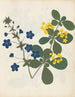 W Album af blomster i papirstansning pl. 12 - Ellen W. — visning af kunstværket