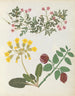 W Album af blomster i papirklipning pl. 13 - Ellen W. — visning af kunstværket