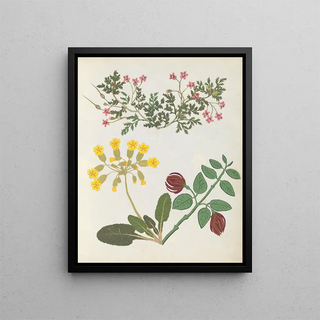 Ellen W - Album of cutpaper flowers Pl13.webp