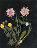 W Album af blomster i papirstansning pl. 14 - Ellen W. — visning af kunstværket