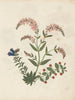 W Album af blomster i papirklipning pl. 16 - Ellen W. — visning af kunstværket