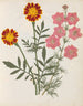 W Album af blomster i papirklip pl. 17 - Ellen W. — visning af kunstværket