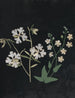 W Kunsttryk af papirklipet blomsteralbum Pl21 - Ellen W. — visning af kunstværket
