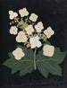 Album de fleurs en papier découpé Pl22 - Ellen W. — visning af kunstværket