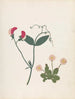 Album de fleurs en papier découpé Pl23 - Ellen W. — visning af kunstværket