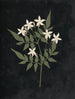 papirklippet blomsteralbum Pl25 - Ellen W. — visning af kunstværket