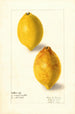Citrus limon - Elsie E. Lower — visning af kunstværket