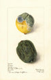 Citrus limon Lisbonne - Elsie E. Lower — visning af kunstværket