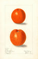 Citrus sinensis Canton - Elsie E. Lower — visning af kunstværket