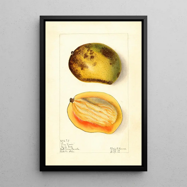 Elsie E Lower - Mangifera indica Pere Louis.webp