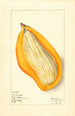 Mangifera indica Sandersha - Elsie E. Lower — visning af kunstværket