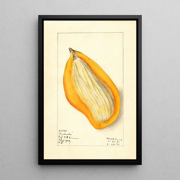 Elsie E Lower - Mangifera indica Sandersha.webp