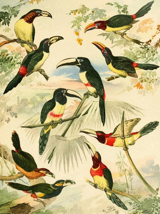 Emil August Gldi - Araarys.webp