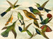 Oiseaux de paradis - Emil August Göldi — visning af kunstværket